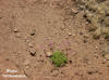 Kata Tjuta NP - Uluru - kvety